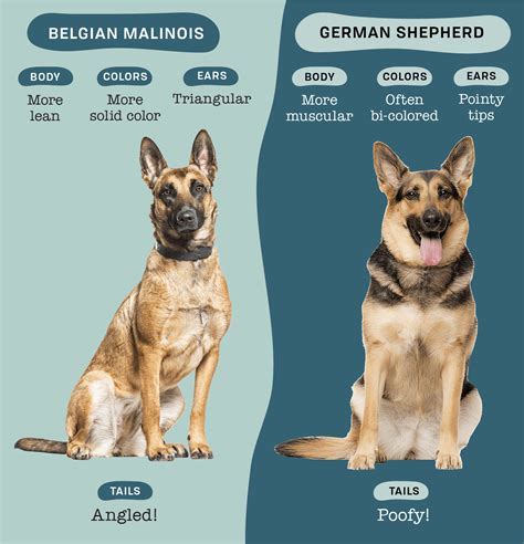 belgian malinois vs german shepherd size